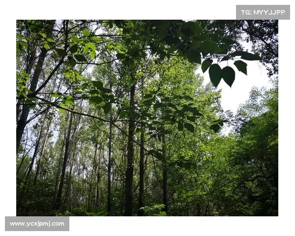 库普梅纳斯：在身体极限与职业精神之间的坚韧较量